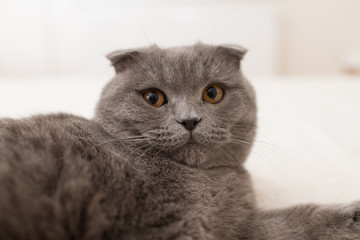 british shorthair cat