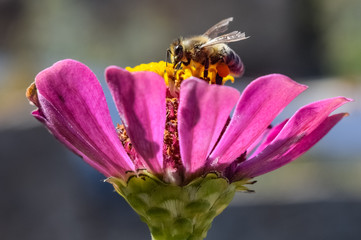 Bee gathering and collecting pollen from a stunning flower. Apis mellifera at the gardens of Villa...
