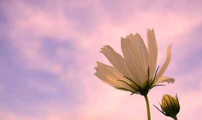 closeup beautiful white cosmos with sunlight and sky background