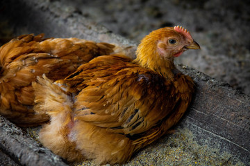 Red domestic chickens close up. Livestock