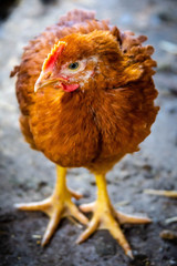 Red domestic chickens close up. Livestock