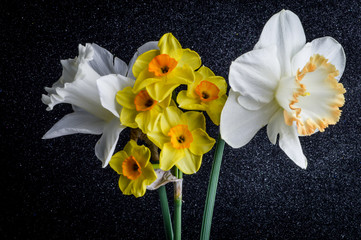 Close up of different types of daffodil flowers on a black textured background. © sebastianosecondi