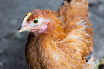 Red domestic chickens close up. Livestock