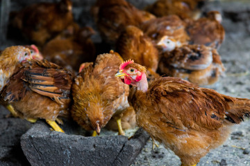 Red domestic chickens close up. Livestock