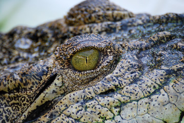 Closeup yellow eye of crocodile or alligator - Nature surface and beautiful detail