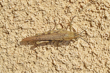 Criquet accroché à un mur crépi.