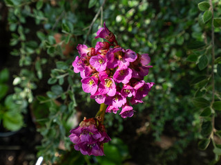 CLOSE UP OF PINK FLOWER IN MY GAEDEN