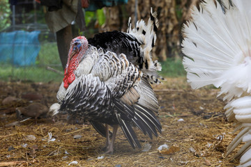 The big Turkey cock is beautiful in  farm garden at thailand