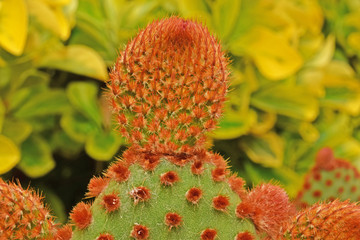 Jeune excroissance sur un cactus adulte.
