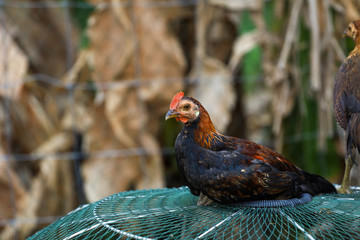The Baby fighting cock is sit down and rest in farm at thailand
