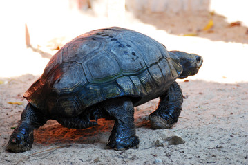 Black Asian Giant Tortoise or Manouria emys phayei walking on the sand