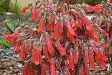 Fototapeta premium Grappes de fleurs rouges d'un aloès.