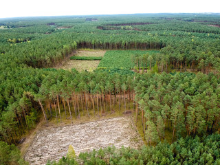 Fototapeta na wymiar Deforestation view from high. Empty part of the forest view from the high.