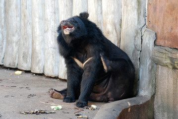 Asian black bear are black and have a light brown muzzle sitting on the floor