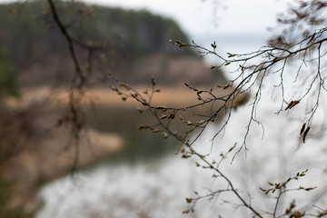 THE OLD TREE