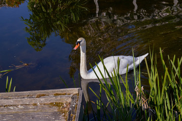 swan in canal