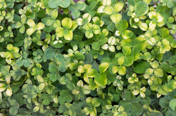 bird's-eye view of unusual white clover in the early spring.