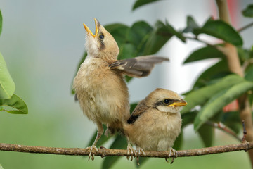 Two little birds, Lanius schach