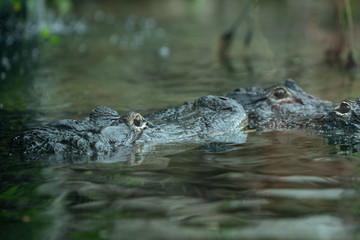Bisou love de crocodile 