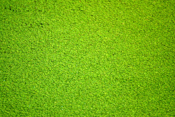 Plakat Green nature Lemna or common duckweed texture background.Lemna is a genus of free-floating aquatic plants from the duckweed family.
