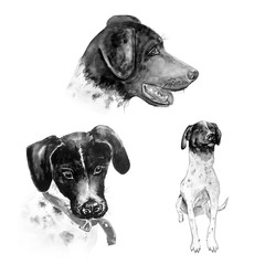 Aquarelle painting of dog sketch art illustration