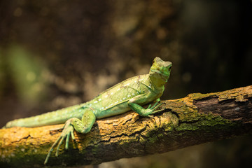 Reptile gekko vert