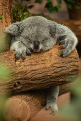 Koala sommeil dormir Australie 