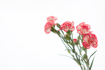 Obraz premium 赤と白のカーネーションのブーケ 白背景 左にコピースペース