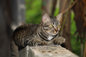 Close up gray cat house is sit down and rest on the old wall near the garden at thailand