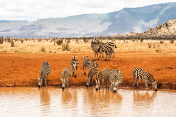 CEBRAS REUNIDAS BEBIENDO AGUA EN UNA LAGUNA DEL PARQUE NACIONAL DE TSAVO ESTE EN KENIA (AFRICA)