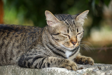Naklejka na ściany i meble Close up gray cat house is sit down and sleep on the old wall near the garden at thailand