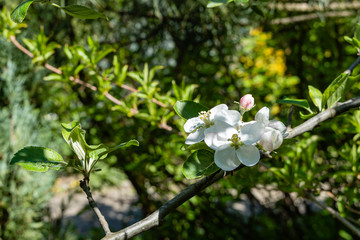 Large white flowers on branch of blossoming apple tree on blurred background of garden greenery. Spring landscaped garden. Close-up . Selective focus. There is place for your text.