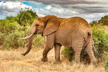 ELEFANTE AFRICANO ADULTO © Antonio