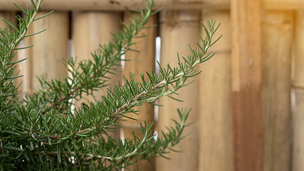 Obraz premium Fresh rosemary herbs grow outdoors. Rosemary leaves close up Freshly grown organic plants are growing healthy, cooking ingredients for food that awakens the house.