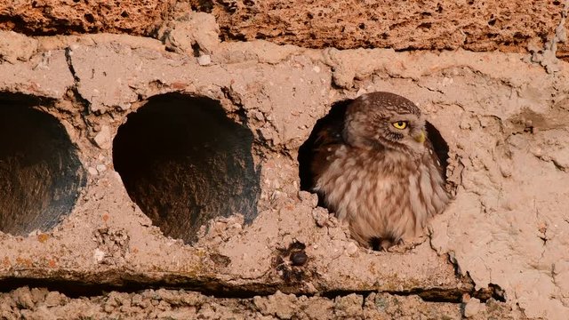 A little owl fly out of a concrete hole, Athene noctua