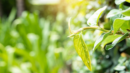 Beautiful green leafy top with blurred and orange light background