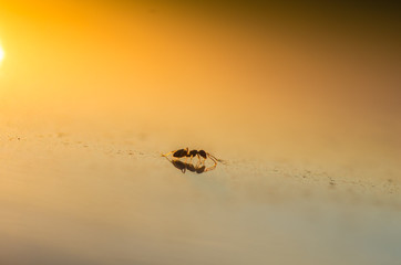 spider and wasp