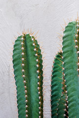 Closeup Cereus jamacaru, known as mandacaru or cardeiro is a cactus desert with light grey pond texture background - Tropical Plant backdrop and beautiful detail 