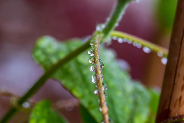 water drops on a stem