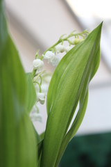 muguet