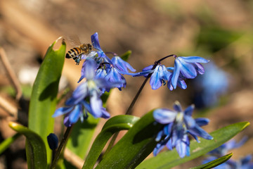 Honey bee with blue pollen on it sucking nectar from a siberian squill flower in early spring