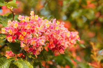 Blooming red chestnut trees in spring, bright against the sky. Symbol of Kiev in Ukraine. Nature background. Soft focus. Boke. Close-up