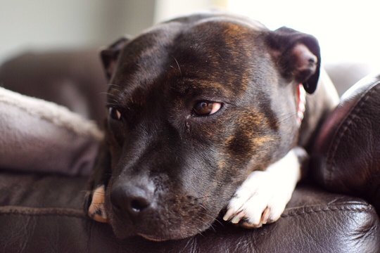 Close-up Of Staffordshire Bull Terrier Relaxing On Sofa At Home