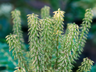 Close-up of green plants with bunch of buds