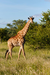 Naklejka na ściany i meble Giraffe walking in the Kruger National Park in South Africa