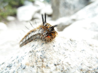 Caterpillar in the mountians