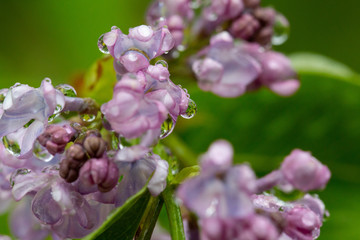 close up of lilac flowers