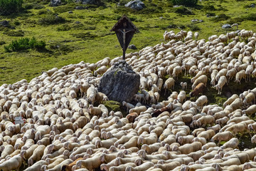 Huge herd of sheep walking dow a hill pass an rock at the Italian Alps. Dolomites, Trentino region of Adamello Brenta.