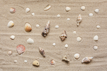 Variety of beautiful exotic seashells on sand background. Top view.