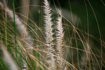 Natural scene of closeup Grass Flowers in the garden with Blurred background - nature backdrops in park garden